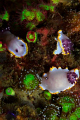 Three Chromodoris purpurea feeding on sponges near colourful jewel anemones (Corynactis viridis).

Shot using a Canon EOS 350D in Ikelite housing, Canon 100mm macro, Nikonos SB-105 strobe. 